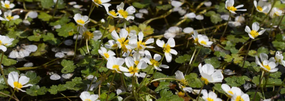 Lakušník vodní Náhled