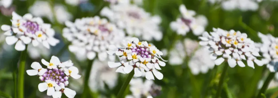 Iberka vždyželená, štěničník Náhled