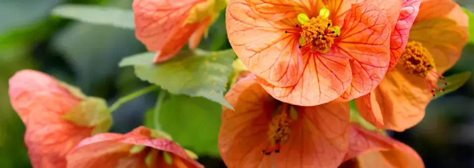 Mračňák hybridy Náhled