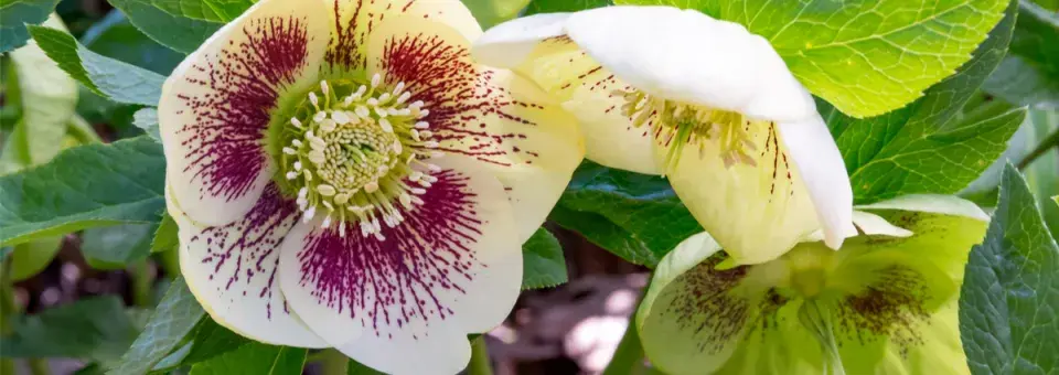 Čemeřice východní Náhled