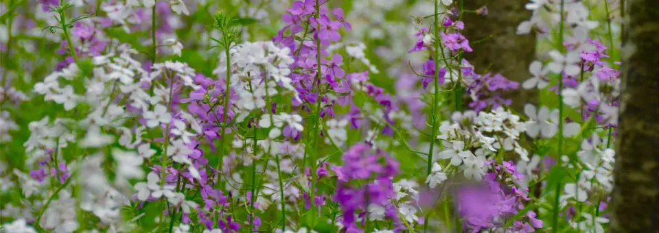 Večernice vonná Náhled