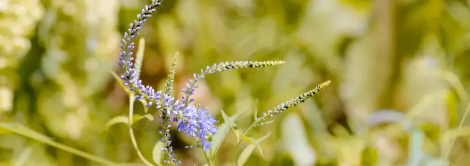 Rozrazil dlouholistý Náhled