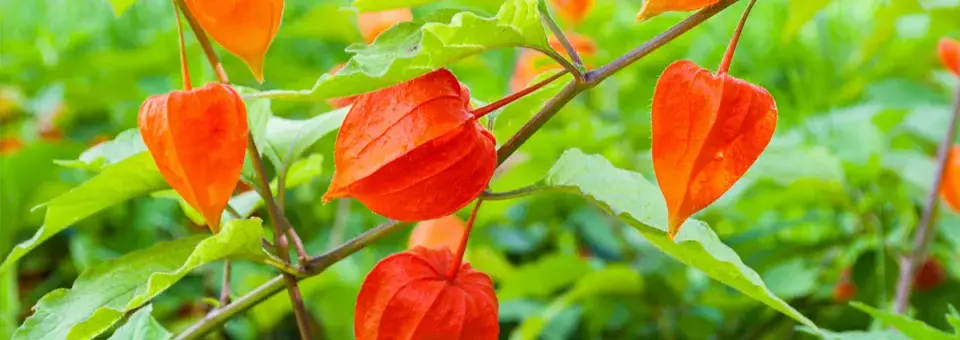 Mochyně židovská třešeň Náhled