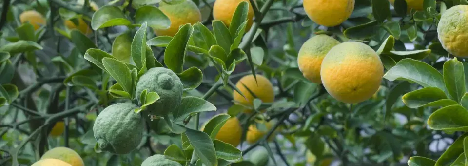 Citronečník trojlistý Náhled