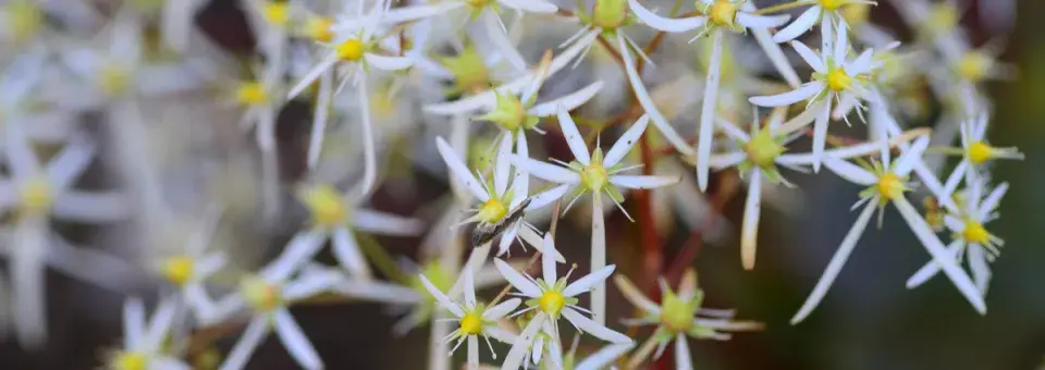 Lomikámen kruhatkolistý Náhled