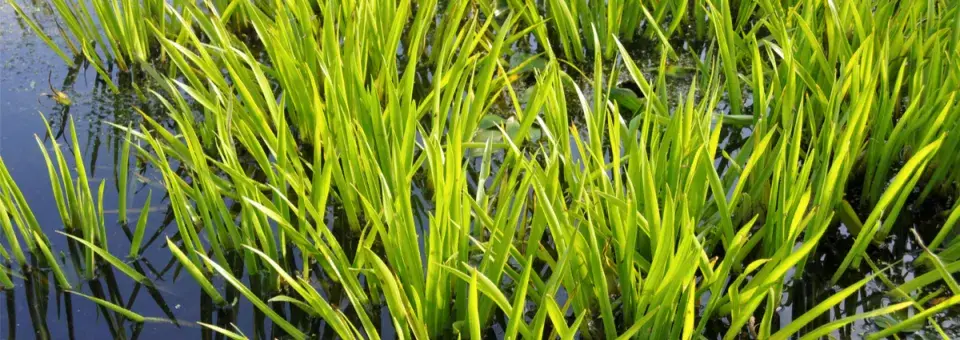 Řezan pilolistý Náhled