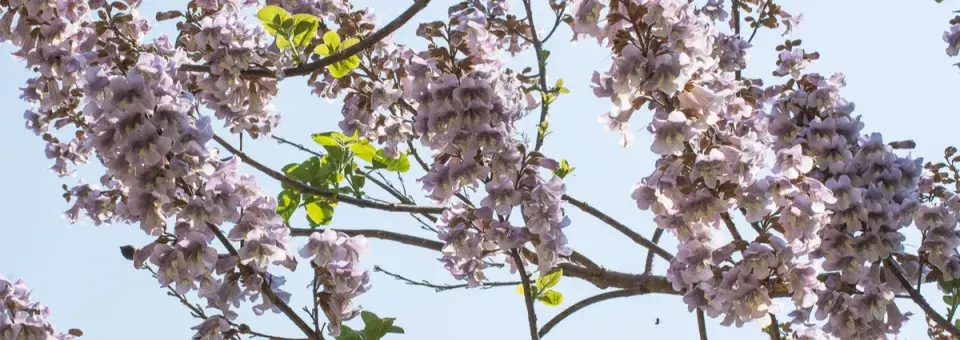 Pavlovnie plstnatá Náhled