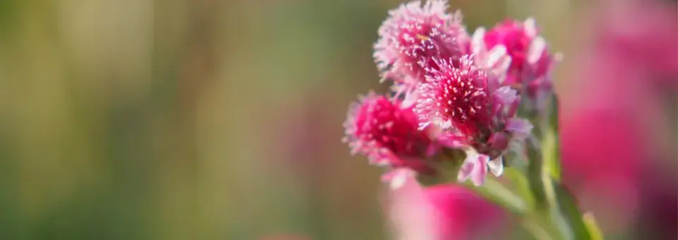 Kociánek dvoudomý Náhled