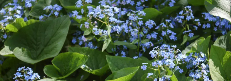 Pupkovec jarní Náhled