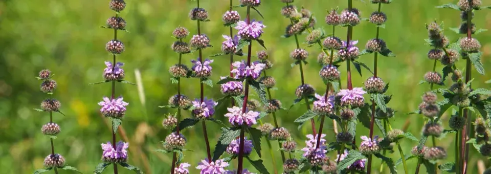 Sápa hlíznatá Náhled