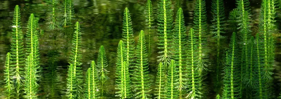 Prustka obecná Náhled