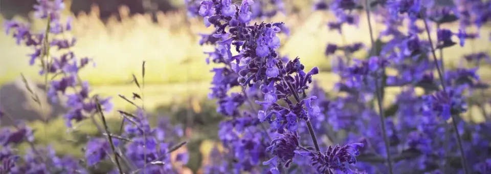 Šanta modrá Náhled