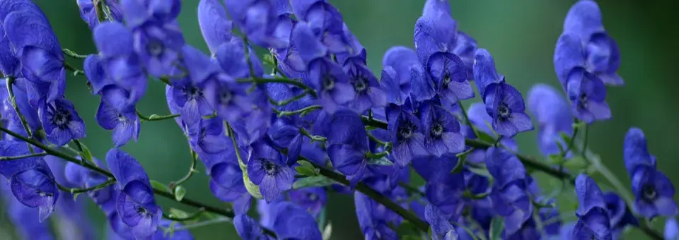 Oměj šalamounek Náhled