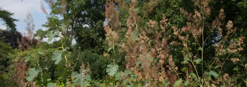 Okecek srdčitý Náhled