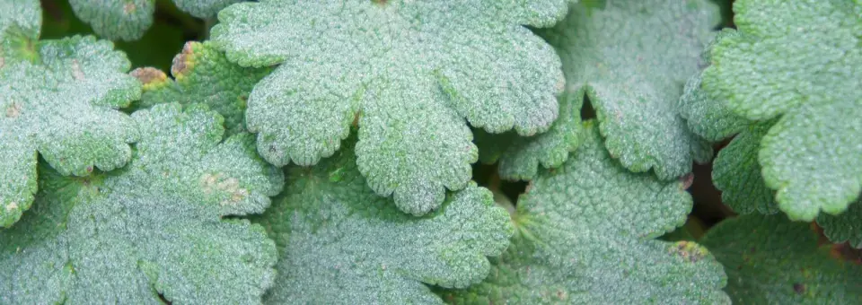 Kakost Renardův Náhled