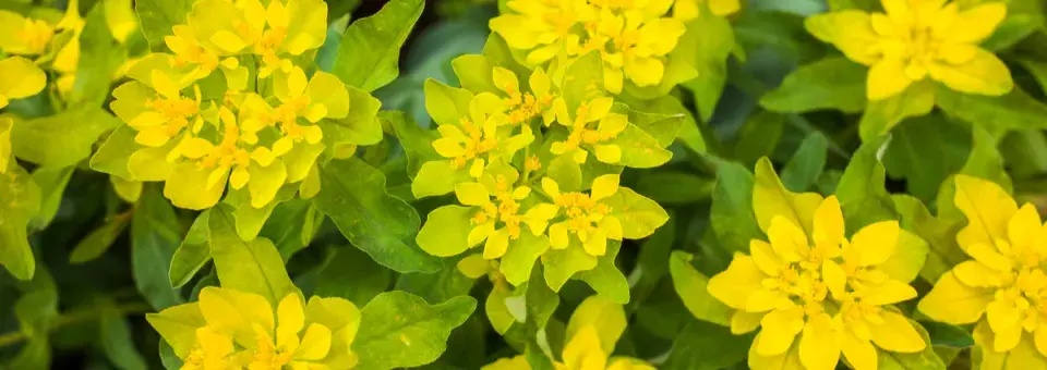 Pryšec mnohobarvý Náhled