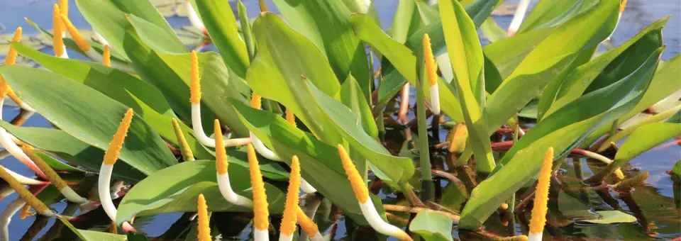 Vodoklas vodní Náhled