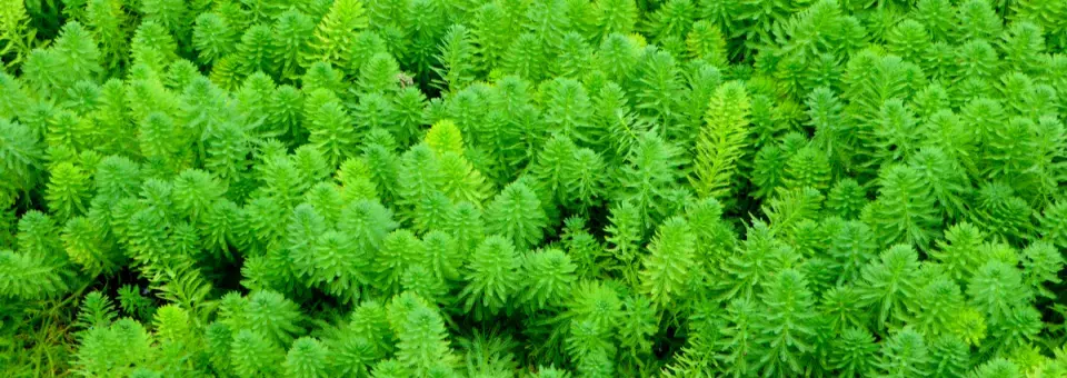 Stolístek přeslenitý Náhled