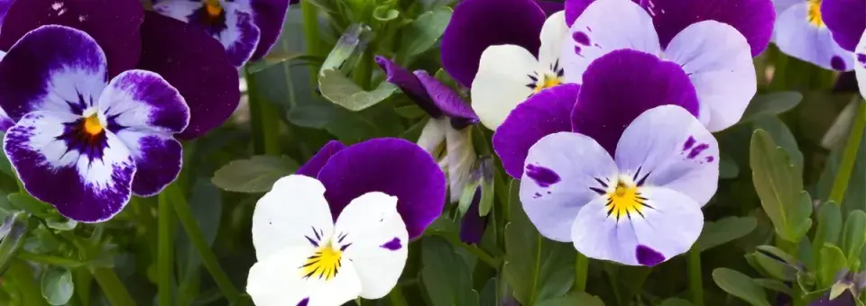 Violka rohatá Náhled