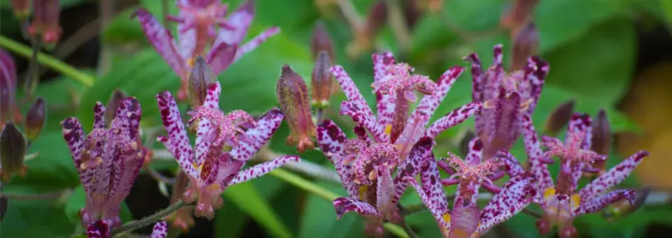 Liliovka tchajwanská Náhled