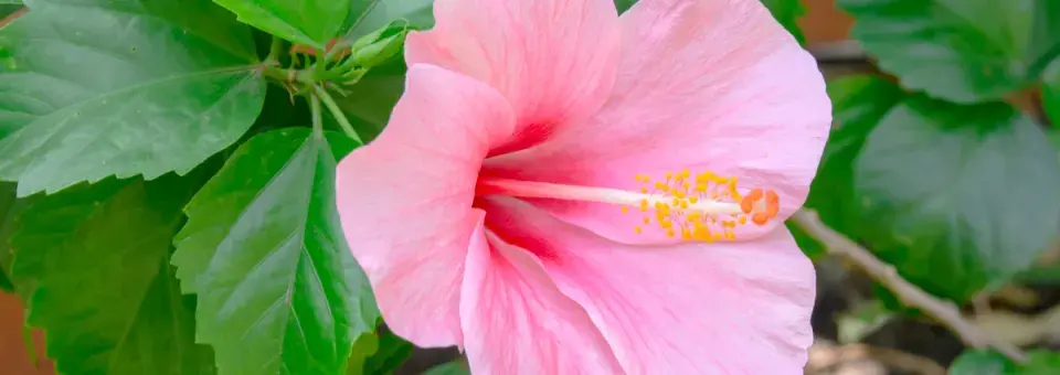 Ibišek čínská růže, hybridy 'Apollo' Náhled