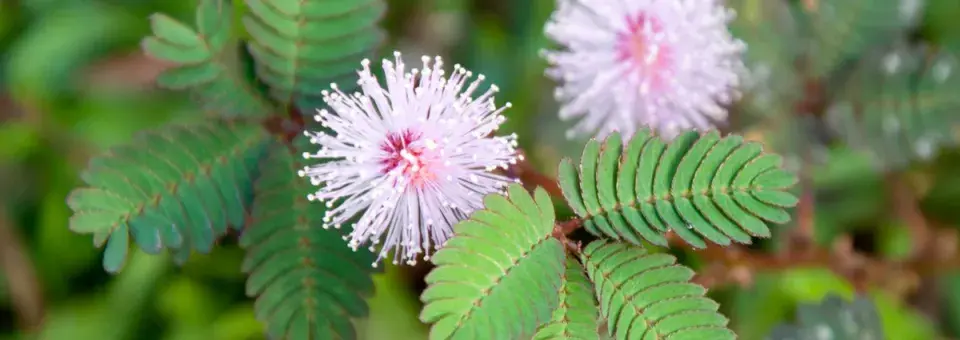 Citlivka stydlivá (Mimóza) Náhled