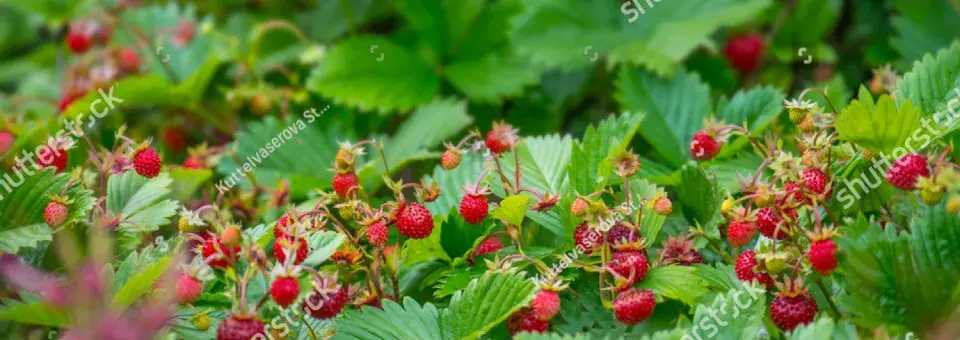 Jahodník obecný Náhled