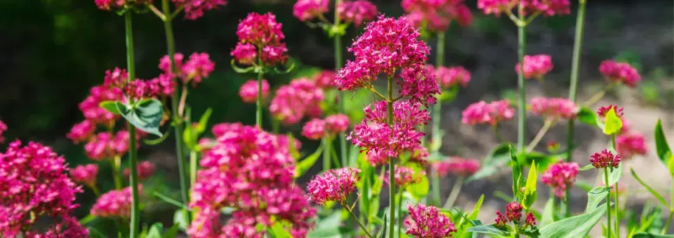 Mavuň červená  Náhled