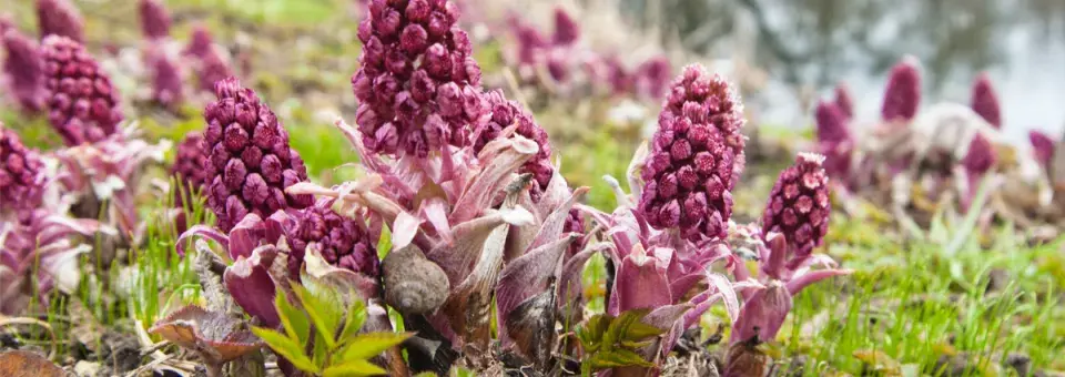 Devětsil lékařský Náhled