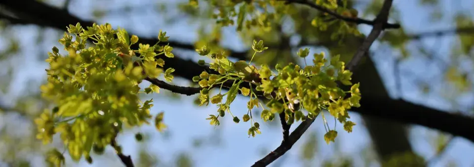 Javor mléč Náhled