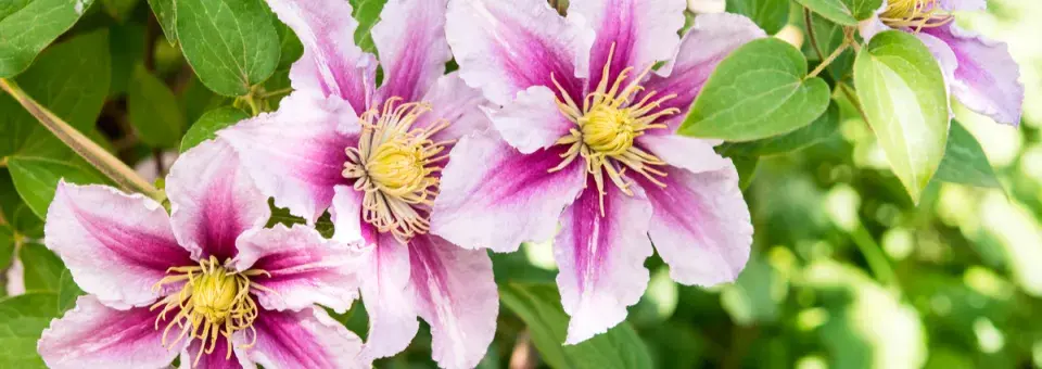 Plamének 'Nelly Moser' Náhled