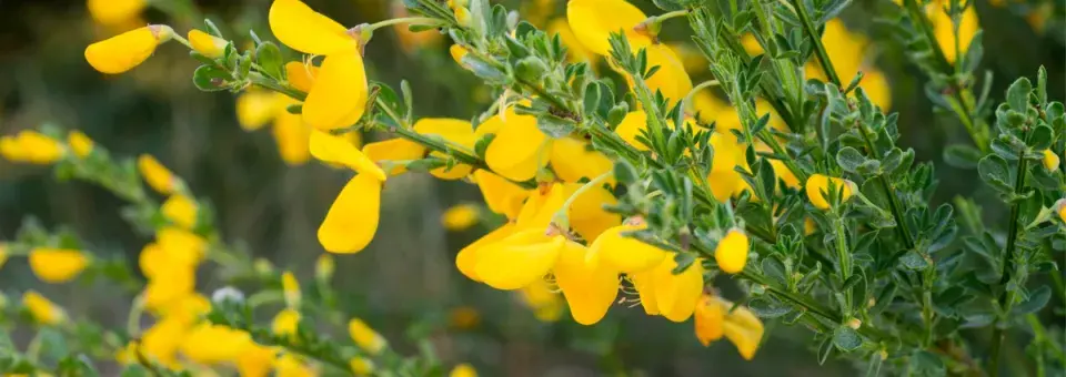 Janovec metlatý Náhled