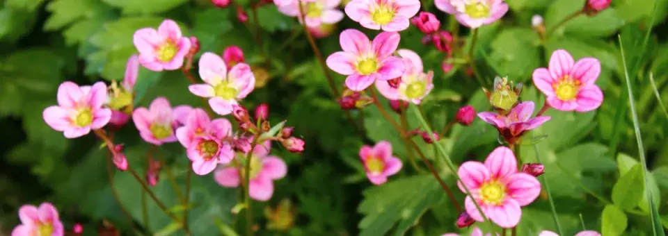 Lomikámen městský Náhled