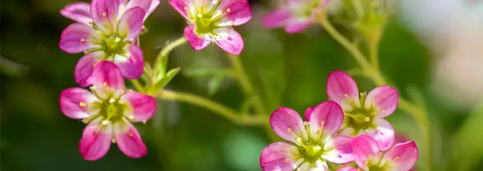 Lomikámen Arendsův Náhled