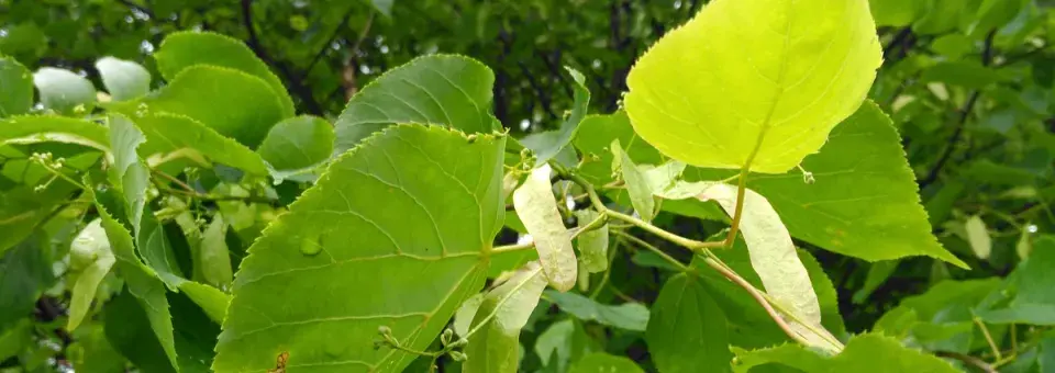 Lípa velkolistá Náhled