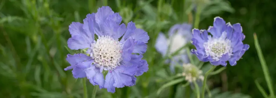 Hlaváč kavkazský Náhled