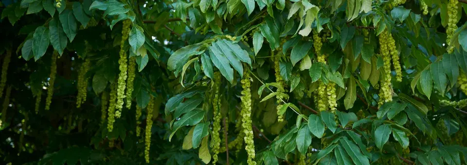 Lapina jasanolistá Náhled