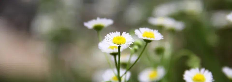 Turan Karvinského Náhled