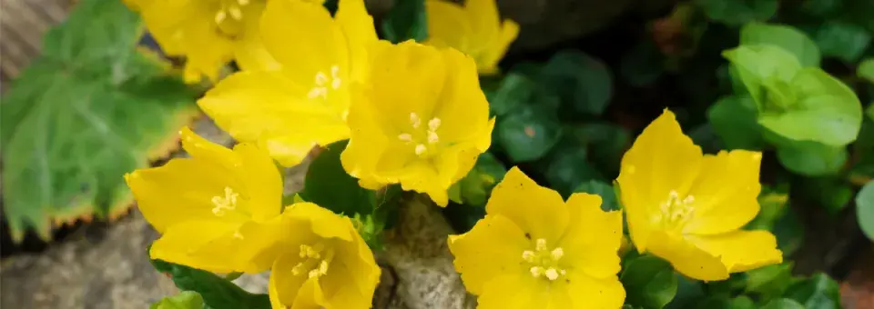 Vrbina penízková Náhled