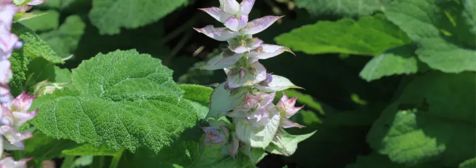 Šalvěj muškátová Náhled