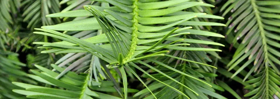 Wollemie vznešená Náhled