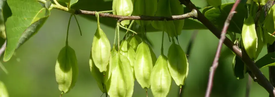 Halézie karolínská Náhled