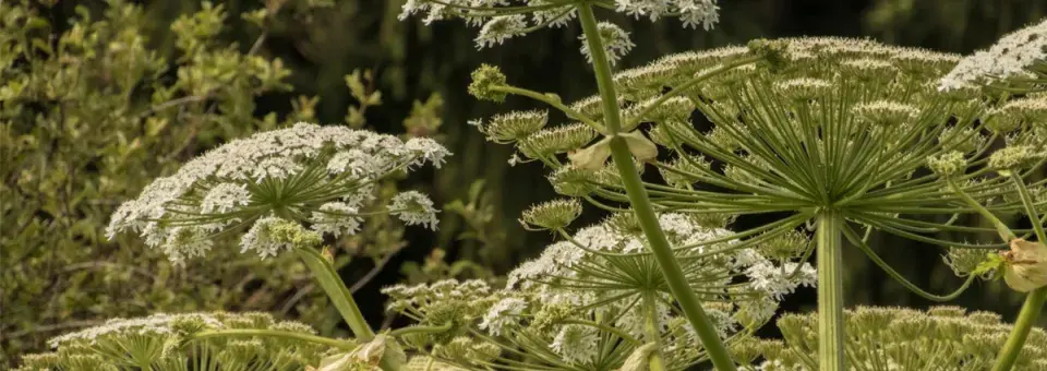 Bolševník velkolepý  Náhled