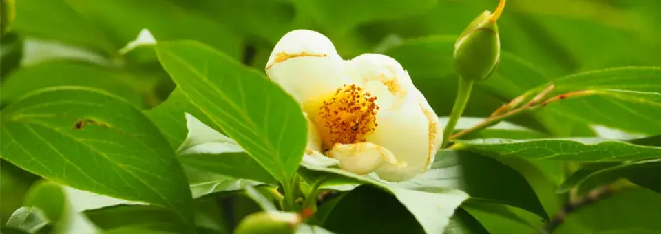 Stewartie kaméliovitá Náhled