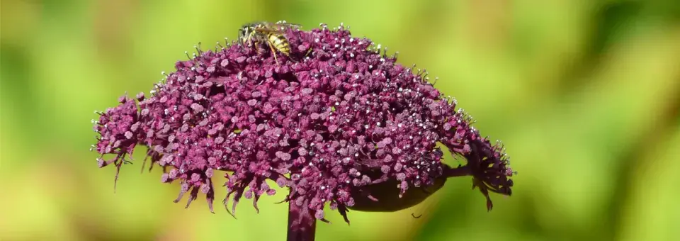 Děhel obrovský Náhled