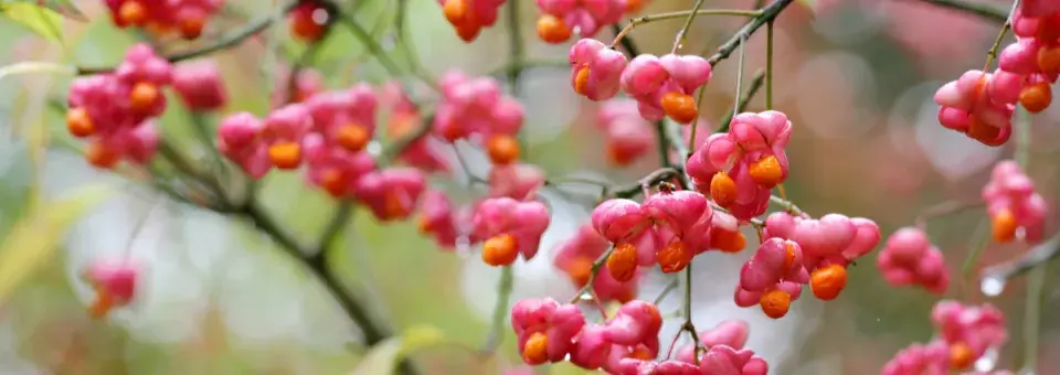 Brslen evropský Náhled