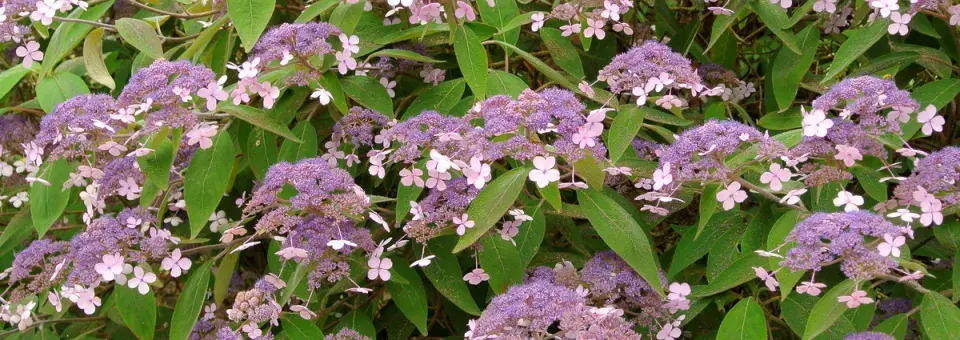 Hortenzie drsná Náhled