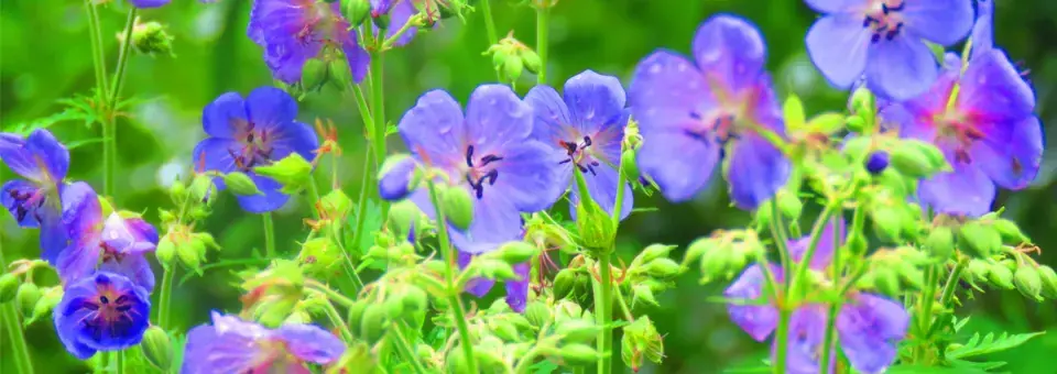 Kakost luční Náhled