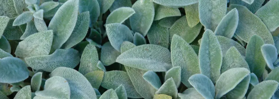 Čistec vlnatý Náhled