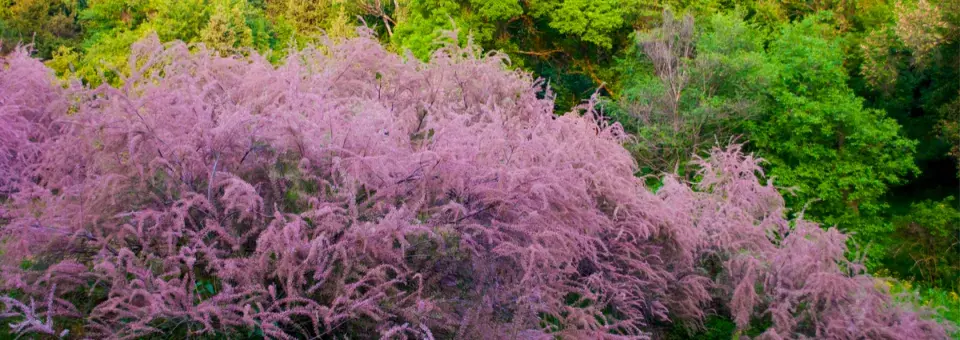 Tamaryšek malokvětý Náhled